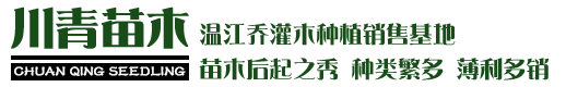 绿化苗木价格 - 常绿乔木批发 - 灌木苗圃基地 - 温江川青园艺场