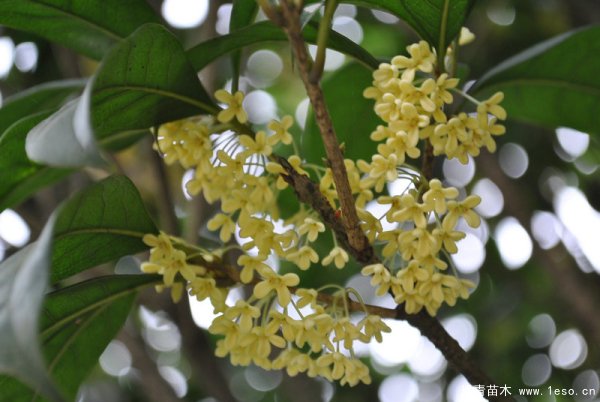 桂花树