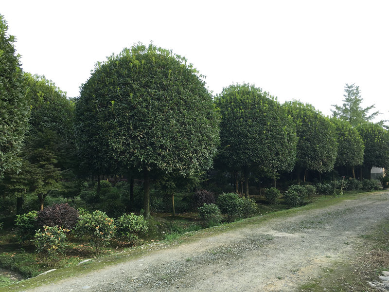 桂花树