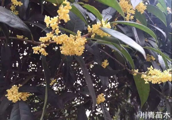 桂花哪种才是最香、最好、最名贵?