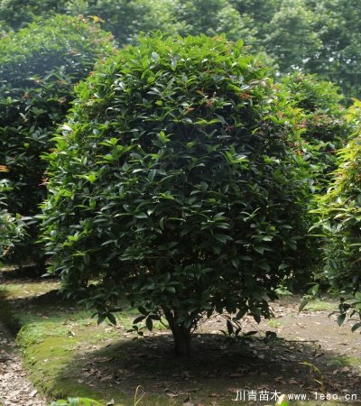 桂花笼子种植技术「温江桂花笼子批发」