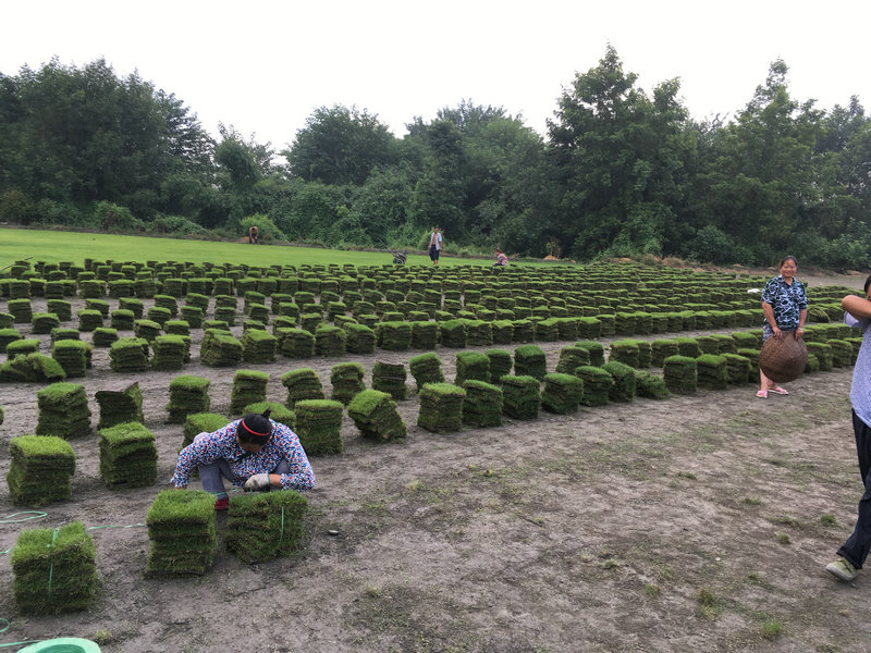 结缕草是台湾二号(台湾草)吗?