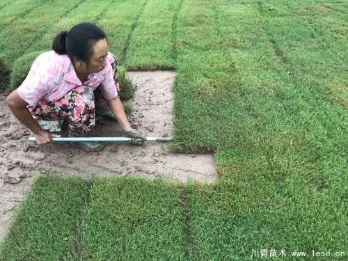 马尼拉草坪台湾二号草坪哪个贵？哪个好？