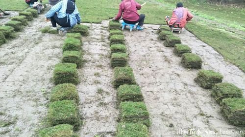 马尼拉草坪台湾二号草坪哪个贵？哪个好？