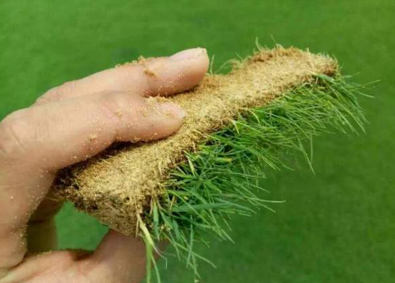 马尼拉草坪台湾二号草坪哪个贵?哪个好?