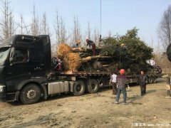 温江黄果树发往达州宣汉