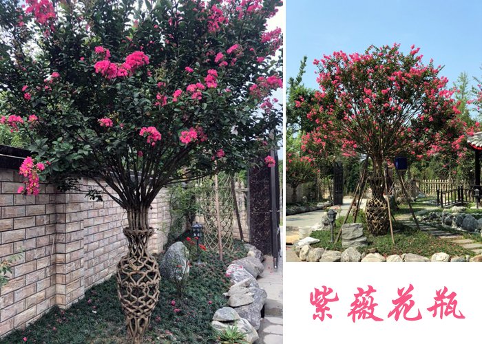 紫薇花瓶造型,没有十几年经验是编不出这样的艺术品