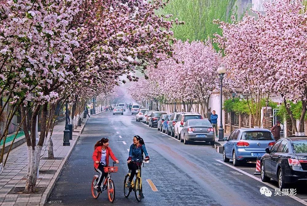 2020年城市全能景观、绿化用树「西府海棠」