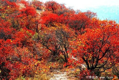 北京香山红叶渐入最佳观赏期，层林尽染红似火红