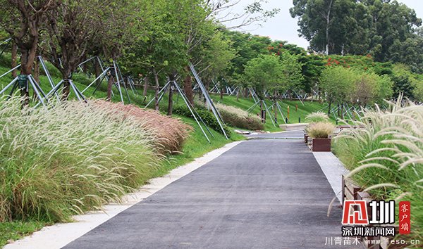 茅洲河碧道光明段，布满草丛、灌木，草植丰厚具有活力