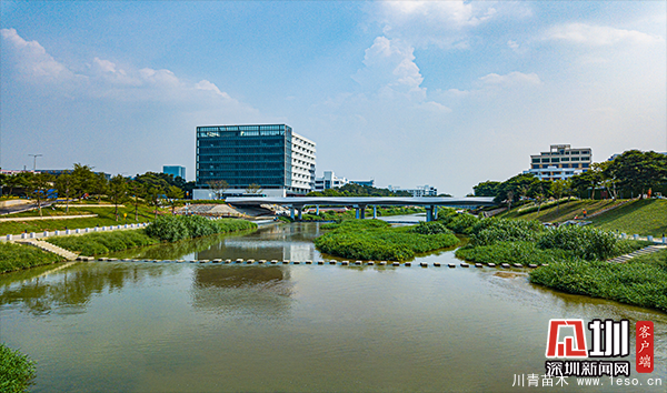 茅洲河碧道光明段，布满草丛、灌木，草植丰厚具有活力