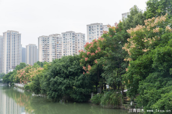 小灯笼枝头挂，黄山栾树“醉”金秋——龙湾美景“拍了拍”你！