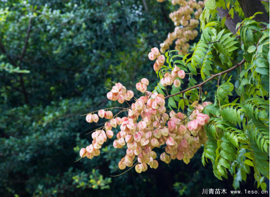 小灯笼枝头挂，黄山栾树“醉”金秋——龙湾美景“拍了拍”你！