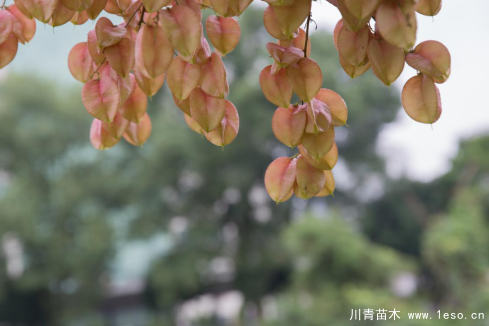 小灯笼枝头挂，黄山栾树“醉”金秋——龙湾美景“拍了拍”你！