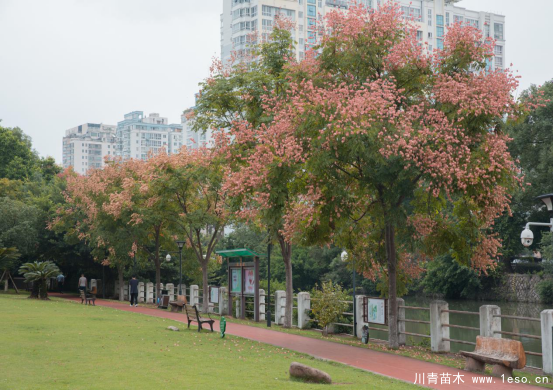 小灯笼枝头挂，黄山栾树“醉”金秋——龙湾美景“拍了拍”你！