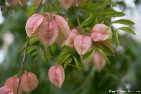 小灯笼枝头挂，黄山栾树“醉”金秋——龙湾美景“拍了拍”你！