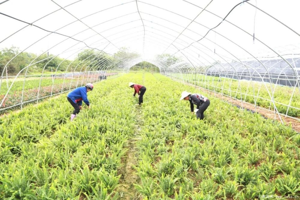 140亩花卉苗木基地，生机勃勃的浏阳！