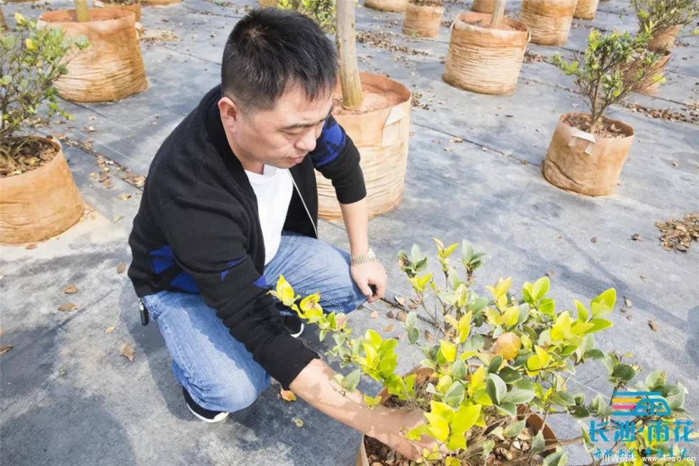 “一村一品”奔小康丨关刀新村:绿色苗木撑起脱贫蓝天