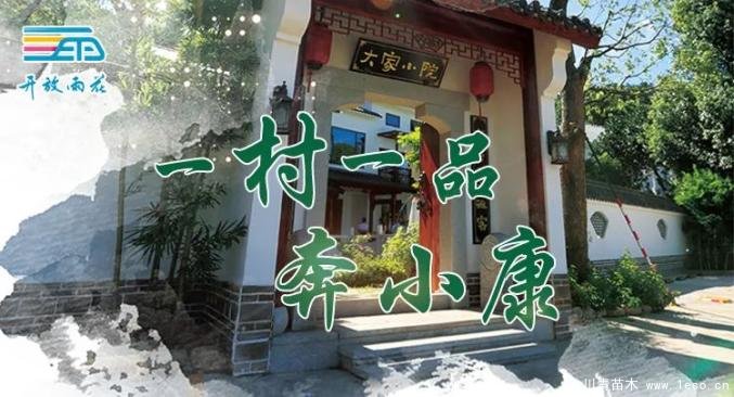 “一村一品”奔小康丨关刀新村:绿色苗木撑起脱贫蓝天