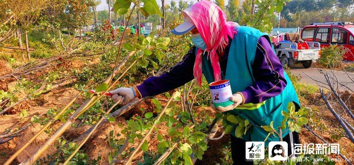 做好苗木移植工作 助力垦利区提升改造工程