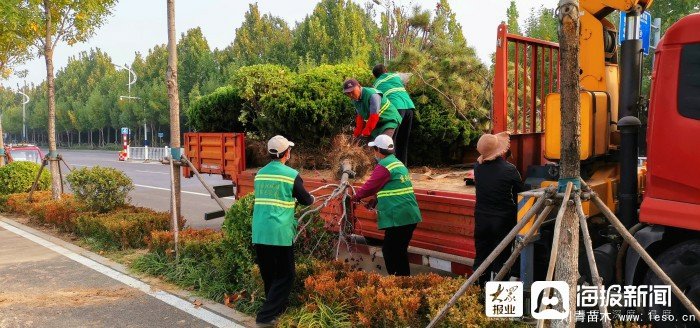 做好苗木移植工作 助力垦利区提升改造工程