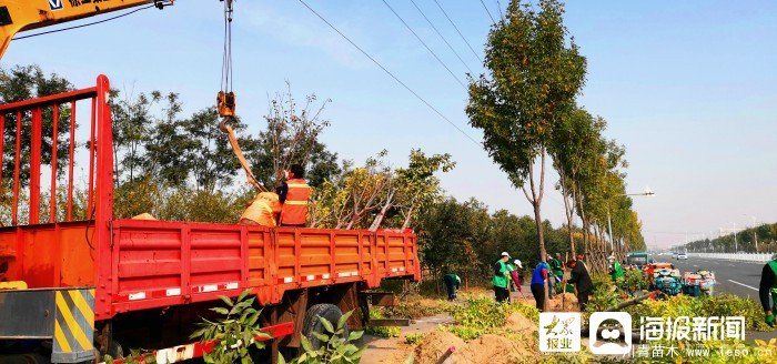 做好苗木移植工作 助力垦利区提升改造工程