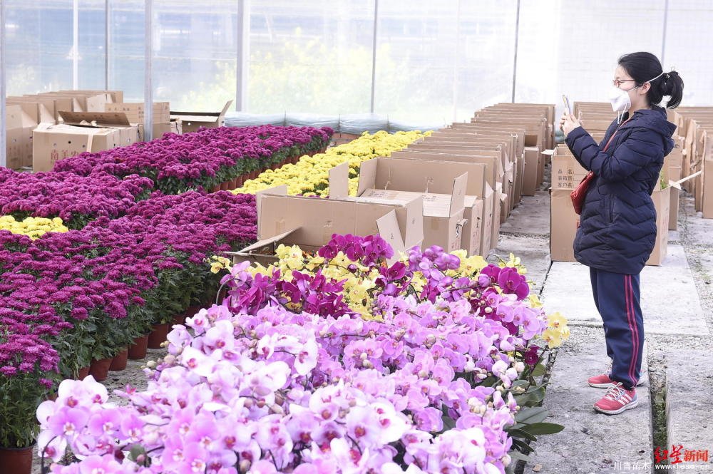 温江川雅园艺场线上直播带货！花式卖花带火温江近30万滞销花卉