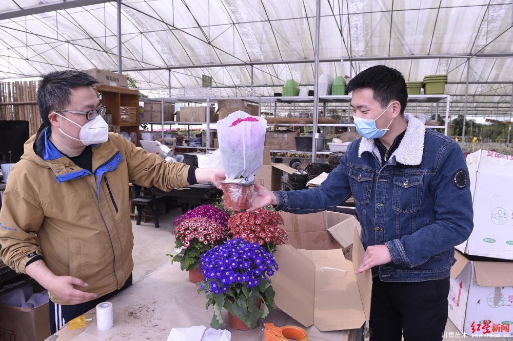 温江川雅园艺场线上直播带货！花式卖花带火温江近30万滞销花卉