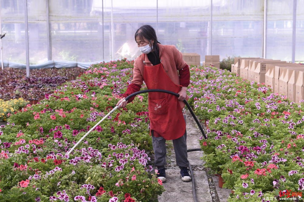 温江川雅园艺场线上直播带货！花式卖花带火温江近30万滞销花卉