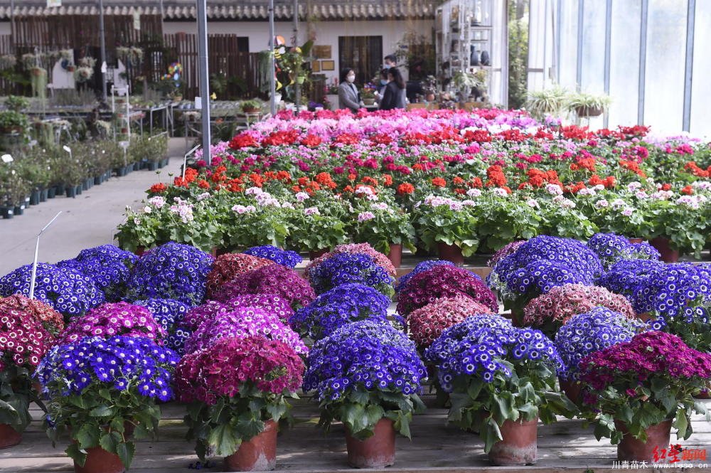 温江川雅园艺场线上直播带货！花式卖花带火温江近30万滞销花卉