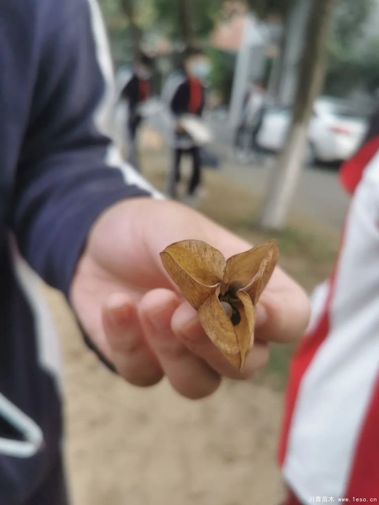 武汉导师带领初中生探究乔木的奥秘，生动的上了一课