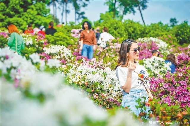 重庆南岸打造“花木经济”品牌，乡村振兴幸福路