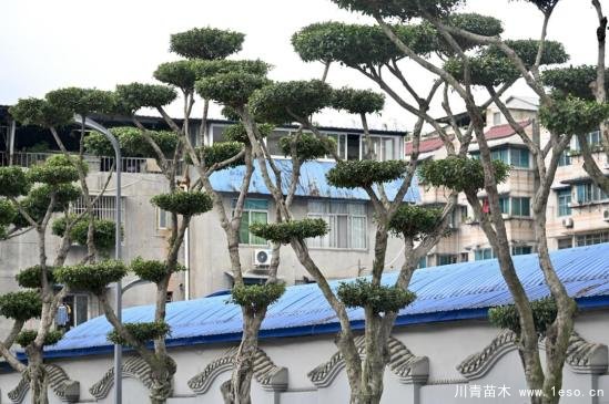 温江路边长出“盆景”!区城市园林绿化苗木:兼顾安全与采光
