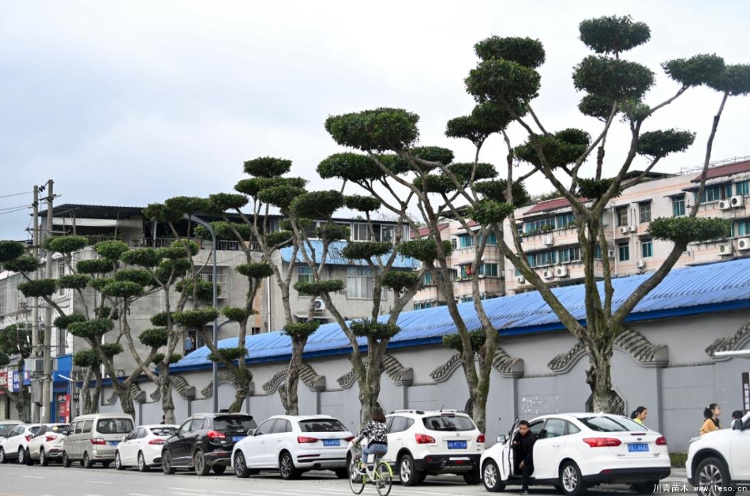 温江路边长出“盆景”!区城市园林绿化苗木:兼顾安全与采光
