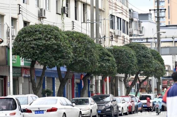 温江路边长出“盆景”!区城市园林绿化苗木:兼顾安全与采光