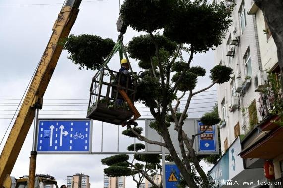 温江路边长出“盆景”!区城市园林绿化苗木:兼顾安全与采光