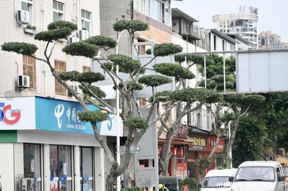温江路边长出“盆景”!区城市园林绿化苗木:兼顾安全与采光