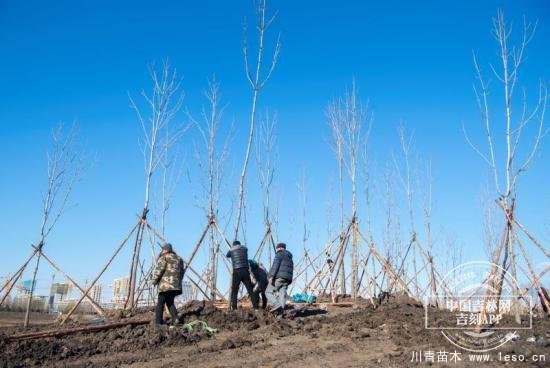 长春今年冬季补植！将在12条街路栽植乔灌木15000余株