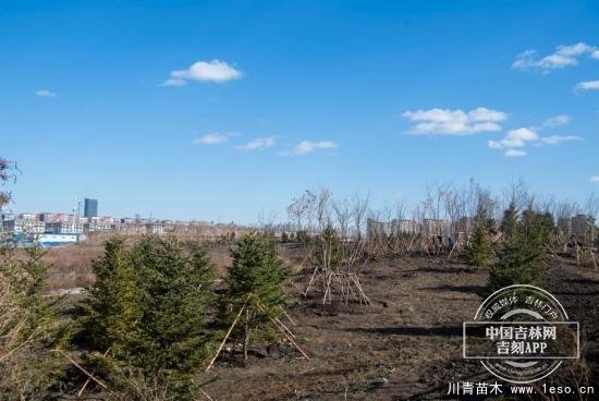 长春今年冬季补植！将在12条街路栽植乔灌木15000余株