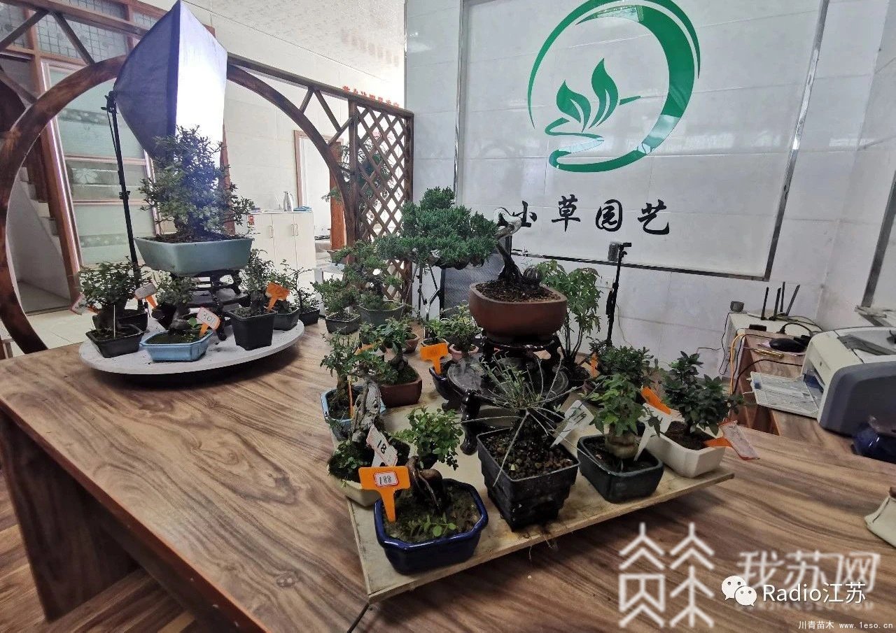 苗木盆景淘宝第一村【盆景园艺网红直播基地】