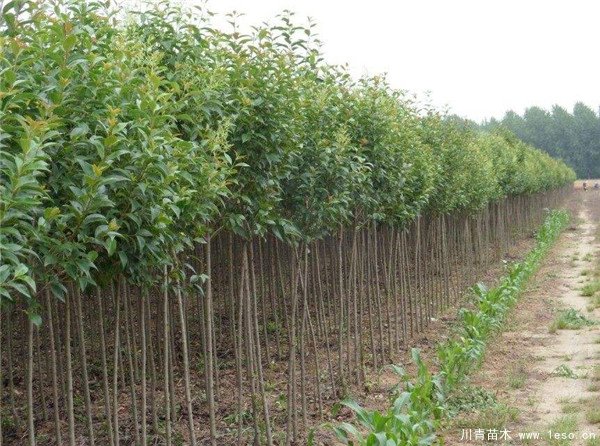 农民大量种植女贞树，曾经3亩卖10万元，如今无人问津，砍掉当柴火
