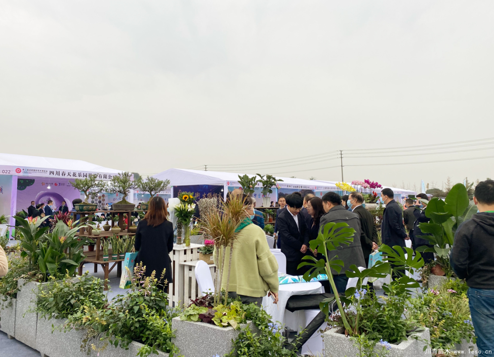第二届成都国际花木博览会在温江区镇子乡盛大启幕