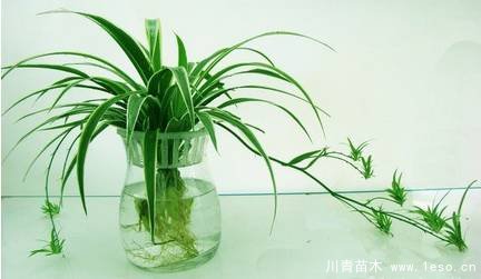 水培植物美与懒