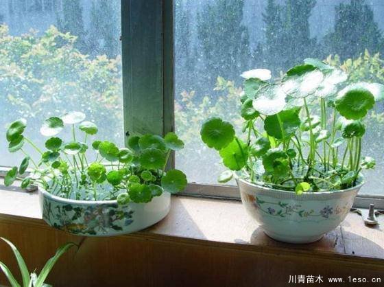 水培植物美与懒