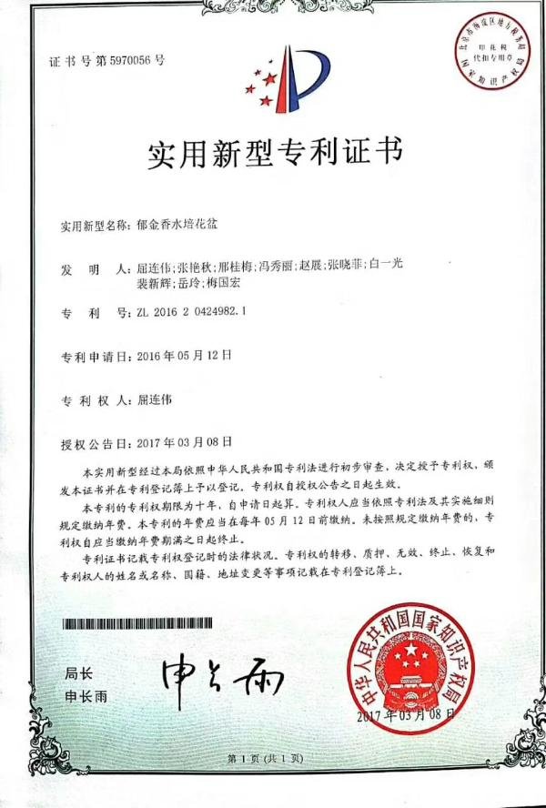 郁金香室内水培技术「详细教程」