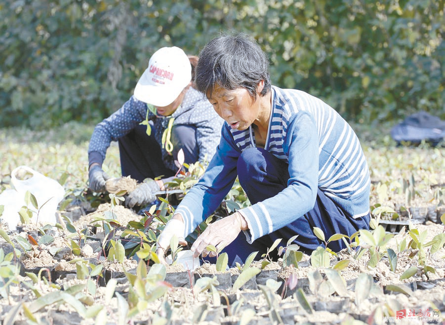 驿城区种植苗木 苗木基地绿色发展