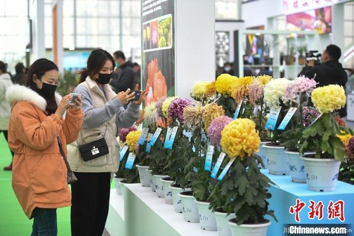 11月27日,市民用手机拍摄菊花盆景。 韩苏原 摄 2020合肥苗木花卉交易大会开幕,市民近距离赏繁花