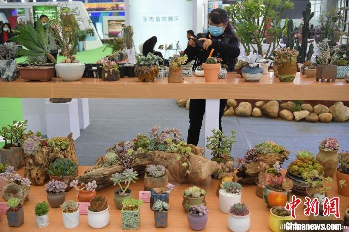 11月27日,参观者在多肉植物展区参观。 韩苏原 摄 2020合肥苗木花卉交易大会开幕,市民近距离赏繁花
