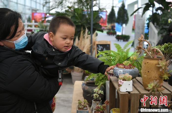 11月27日,小朋友在家长的陪同下在多肉植物展区参观。 韩苏原 摄 2020合肥苗木花卉交易大会开幕,市民近距离赏繁花