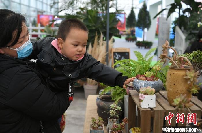 2020合肥苗木花卉交易大会开幕，市民近距离赏繁花